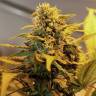семена конопли почтой Great White Russian feminised семена конопли почтой Great White Russian feminised