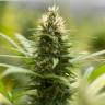 Auto Kronos feminised GanjaVIP Seeds Auto Kronos feminised GanjaVIP Seeds
