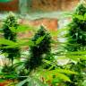 Auto Kronos feminised GanjaVIP Seeds Auto Kronos feminised GanjaVIP Seeds