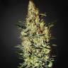 семена конопли для посадки купить Neville's Haze feminised Green House Seeds семена конопли для посадки купить Neville's Haze feminised Green House Seeds