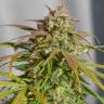доставка семян конопли курьером Orange Bud feminised доставка семян конопли курьером Orange Bud feminised