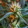 семена конопли элитных сортов семена конопли недорого Auto CBD New York Diesel feminised семена конопли элитных сортов семена конопли недорого Auto CBD New York Diesel feminised