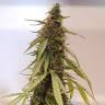 семена конопли сорта сатива семена конопли Auto CBD New York Diesel feminised семена конопли сорта сатива семена конопли Auto CBD New York Diesel feminised
