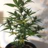 урожайные семена конопли Auto CBD New York Diesel feminised урожайные семена конопли Auto CBD New York Diesel feminised
