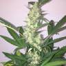 качественные семена конопли Auto CBD New York Diesel feminised качественные семена конопли Auto CBD New York Diesel feminised
