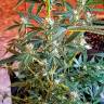 семена конопли феминизированные Auto CBD New York Diesel feminised семена конопли феминизированные Auto CBD New York Diesel feminised