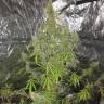 семена индийской конопли Auto CBD New York Diesel feminised  семена индийской конопли Auto CBD New York Diesel feminised