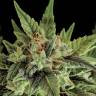 семена конопли наложенным платежом Auto Fruit feminised Dinafem Seeds семена конопли наложенным платежом Auto Fruit feminised Dinafem Seeds