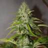 купить семена конопли Auto Grapefruit feminised Fast Buds купить семена конопли Auto Grapefruit feminised Fast Buds