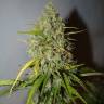 семена конопли недорого Auto Grapefruit feminised Fast Buds семена конопли недорого Auto Grapefruit feminised Fast Buds