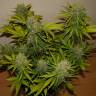 семена конопли в оригинальных упаковках Auto Grapefruit feminised Fast Buds семена конопли в оригинальных упаковках Auto Grapefruit feminised Fast Buds