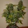 урожайные семена конопли Auto Grapefruit feminised Fast Buds урожайные семена конопли Auto Grapefruit feminised Fast Buds