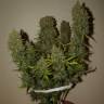 качественные семена конопли Auto Grapefruit feminised Fast Buds качественные семена конопли Auto Grapefruit feminised Fast Buds