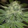 семена конопли дешево Sapphire OG feminised Humboldt Seeds семена конопли дешево Sapphire OG feminised Humboldt Seeds
