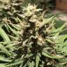 семена конопли дешево White Widow feminised Royal Queen семена конопли дешево White Widow feminised Royal Queen