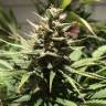семена конопли в фирменной упаковке White Widow feminised Royal Queen семена конопли в фирменной упаковке White Widow feminised Royal Queen