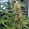 семена конопли в оригинальных упаковках S.A.D. Sweet Afgani Delicious F1 Fast Version feminised Sweet Seeds семена конопли в оригинальных упаковках S.A.D. Sweet Afgani Delicious F1 Fast Version feminised Sweet Seeds