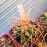 Семена кактусов Astrophytum senile var. aureum Семена кактусов Astrophytum senile var. aureum