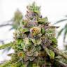 интернет магазин семян конопли Auto Dos-Si-Dos feminised Ganja Seeds интернет магазин семян конопли Auto Dos-Si-Dos feminised Ganja Seeds