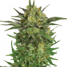 качественные семена конопли Auto White Berry feminised качественные семена конопли Auto White Berry feminised