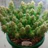 Auto Magik feminised GanjaVIP Seeds Auto Magik feminised GanjaVIP Seeds