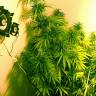 семена конопли марихуаны Hawaiian Snow feminised Green House Seeds семена конопли марихуаны Hawaiian Snow feminised Green House Seeds