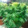 семена конопли элитных сортов Auto CBD Northern Lights feminised семена конопли элитных сортов Auto CBD Northern Lights feminised