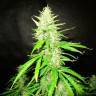 семена конопли для выращивания Auto CBD Northern Lights feminised  семена конопли для выращивания Auto CBD Northern Lights feminised
