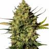 Auto Speed Devil regular Ganja Seeds Auto Speed Devil regular Ganja Seeds