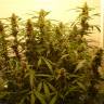 заказ семян конопли Auto Green Crack feminised Fast Buds