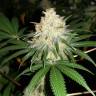 семена конопли Спб Bubblelicious feminised Nirvana Seeds семена конопли Спб Bubblelicious feminised Nirvana Seeds