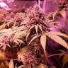 семена культурной конопли купить Bubblelicious feminised Nirvana Seeds семена культурной конопли купить Bubblelicious feminised Nirvana Seeds