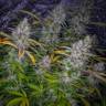 заказ семян конопли Москва Tutankhamon feminised Pyramid Seeds заказ семян конопли Москва Tutankhamon feminised Pyramid Seeds