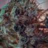 семена конопли Россия Tutankhamon feminised Pyramid Seeds семена конопли Россия Tutankhamon feminised Pyramid Seeds