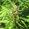 семена конопли феминизированные San Fernando Lemon Kush feminised Sweet Seeds семена конопли феминизированные San Fernando Lemon Kush feminised Sweet Seeds