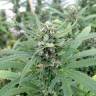урожайные семена конопли San Fernando Lemon Kush feminised Sweet Seeds урожайные семена конопли San Fernando Lemon Kush feminised Sweet Seeds
