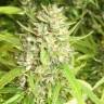 семена конопли недорого San Fernando Lemon Kush feminised Sweet Seeds семена конопли недорого San Fernando Lemon Kush feminised Sweet Seeds