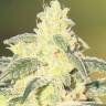 магазин семян конопли купить Auto Gorilla Glue CBD feminised Ganja Seeds магазин семян конопли купить Auto Gorilla Glue CBD feminised Ganja Seeds