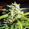 Outlaw Amnesia feminised Dutch Passion Seeds Outlaw Amnesia feminised Dutch Passion Seeds