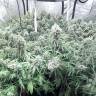 заказать на сайте семена конопли Auto Moby Dick XXL feminised Dinafem Seeds заказать на сайте семена конопли Auto Moby Dick XXL feminised Dinafem Seeds