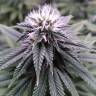 семена конопли в оригинальных упаковках Sugar Breath feminised Humboldt Seeds семена конопли в оригинальных упаковках Sugar Breath feminised Humboldt Seeds