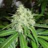 семена конопли курьером Blackberry feminised Nirvana Seeds