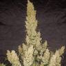 заказать с доставкой семена конопли Auto Think Big feminised Ganja Seeds заказать с доставкой семена конопли Auto Think Big feminised Ganja Seeds