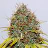 Семена марихуаны Hash Plant feminised GanjaLiveSeeds Семена марихуаны Hash Plant feminised GanjaLiveSeeds