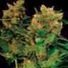 Семена каннабиса Hash Plant feminised GanjaLiveSeeds Семена каннабиса Hash Plant feminised GanjaLiveSeeds