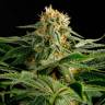 Семена конопли Hash Plant feminised GanjaLiveSeeds Семена конопли Hash Plant feminised GanjaLiveSeeds