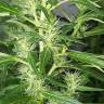 семена конопли с доставкой NL5 Haze Mist feminised Green House Seeds семена конопли с доставкой NL5 Haze Mist feminised Green House Seeds