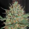 семена конопли с доставкой Auto CBD White Widow feminised семена конопли с доставкой Auto CBD White Widow feminised