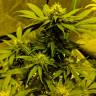 семена конопли дешево Auto CBD White Widow feminised семена конопли дешево Auto CBD White Widow feminised