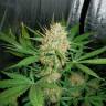 конопли скороспелый купить Auto CBD White Widow feminised конопли скороспелый купить Auto CBD White Widow feminised